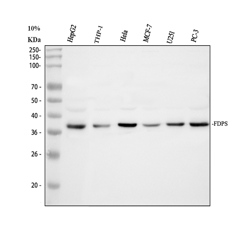 博士德生物 BOSTER Biological Technology co.ltd | 1993-2025