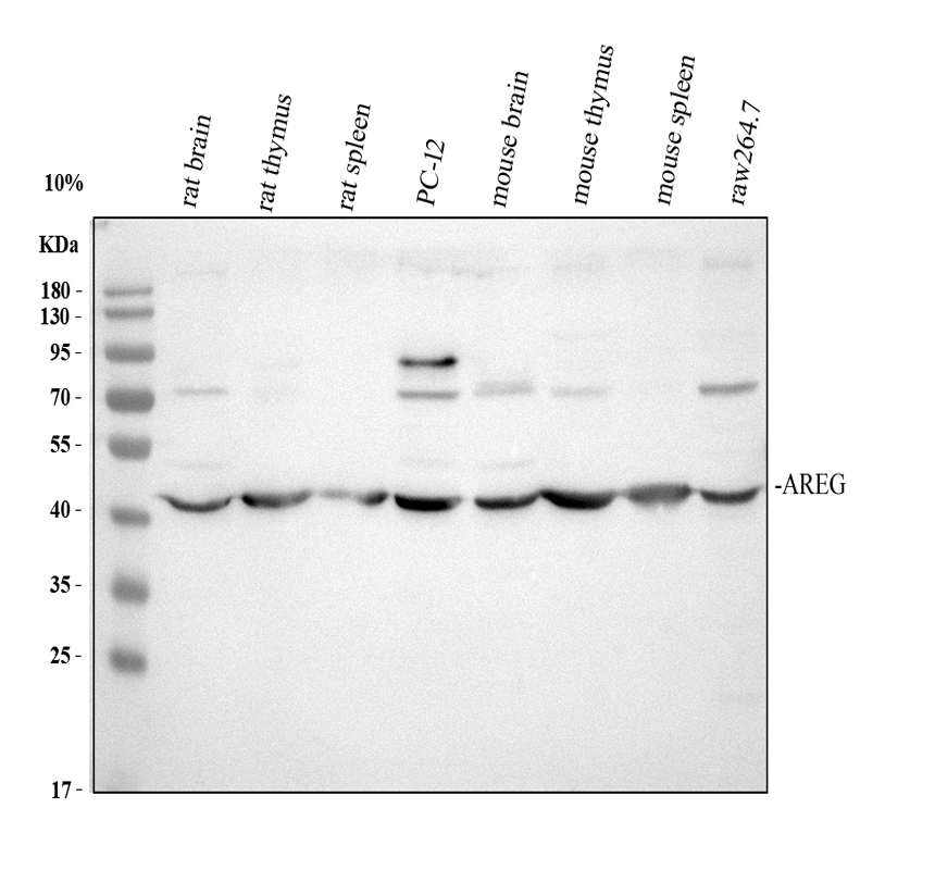 博士德生物 BOSTER Biological Technology co.ltd | 1993-2026