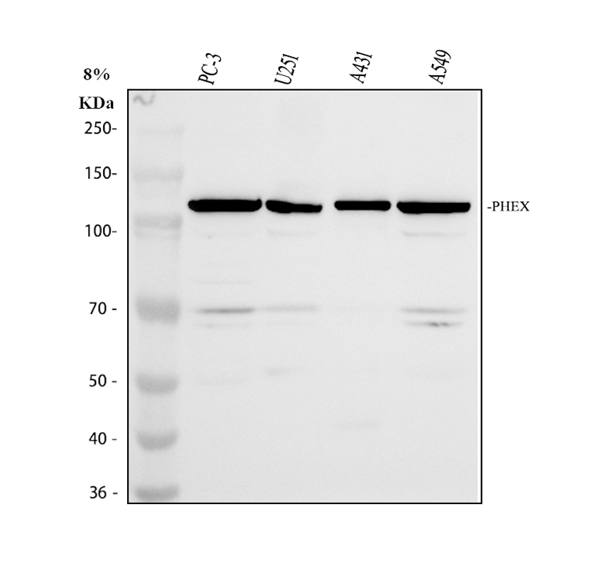 博士德生物 BOSTER Biological Technology co.ltd | 1993-2025