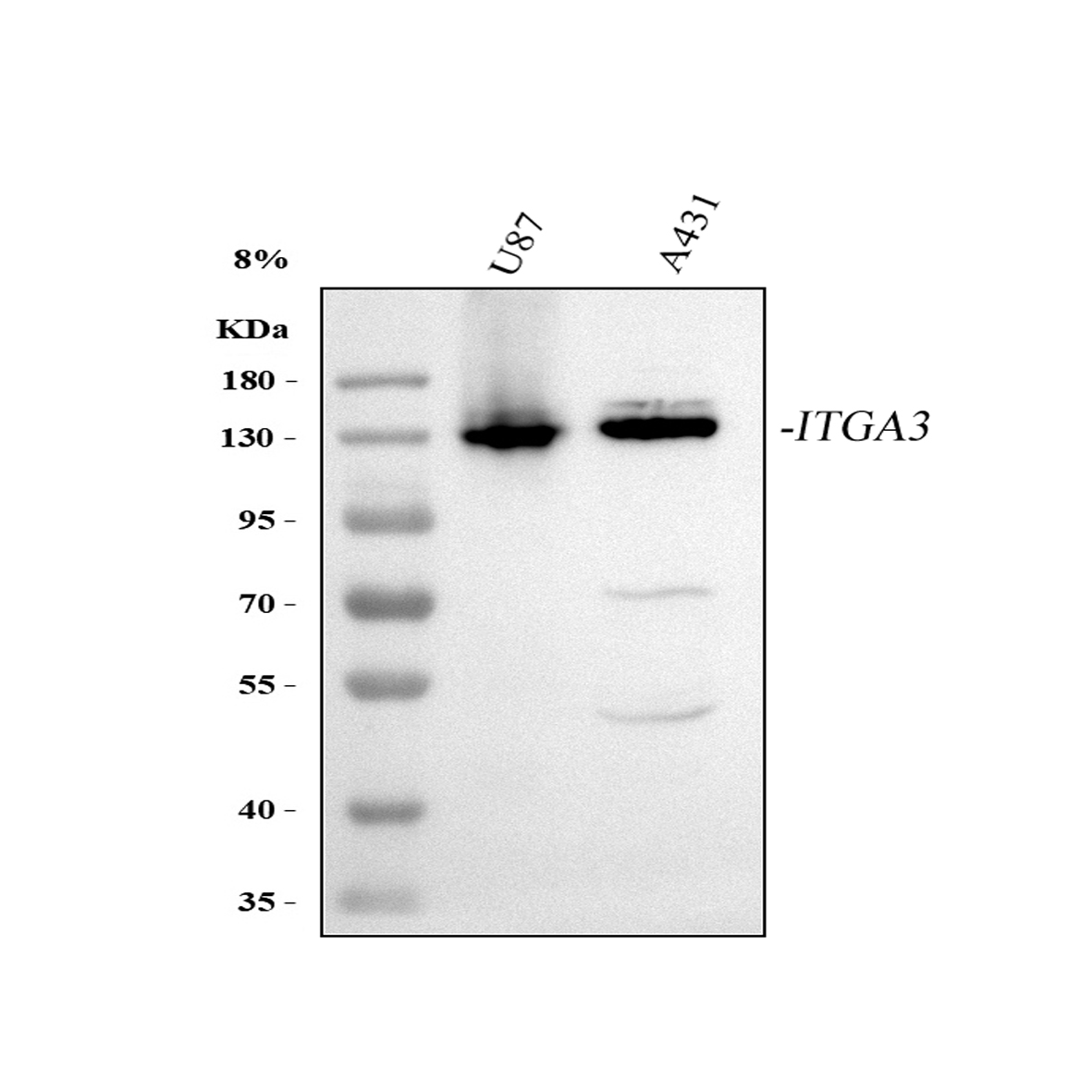博士德生物 BOSTER Biological Technology co.ltd | 1993-2025