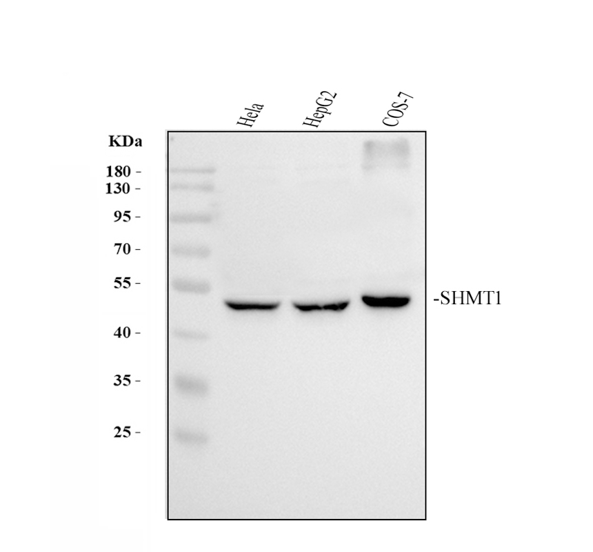 Shmt1 Rice 博士德生物 BOSTER Biological Technology co.ltd | 1993-2025