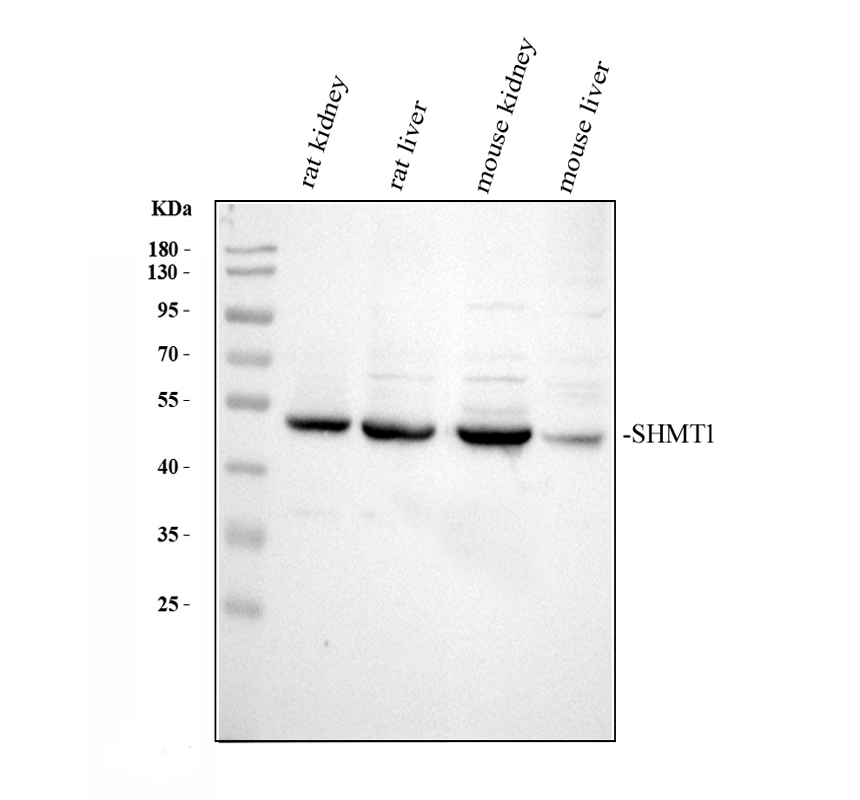 Shmt1 Rice 博士德生物 BOSTER Biological Technology co.ltd | 1993-2025