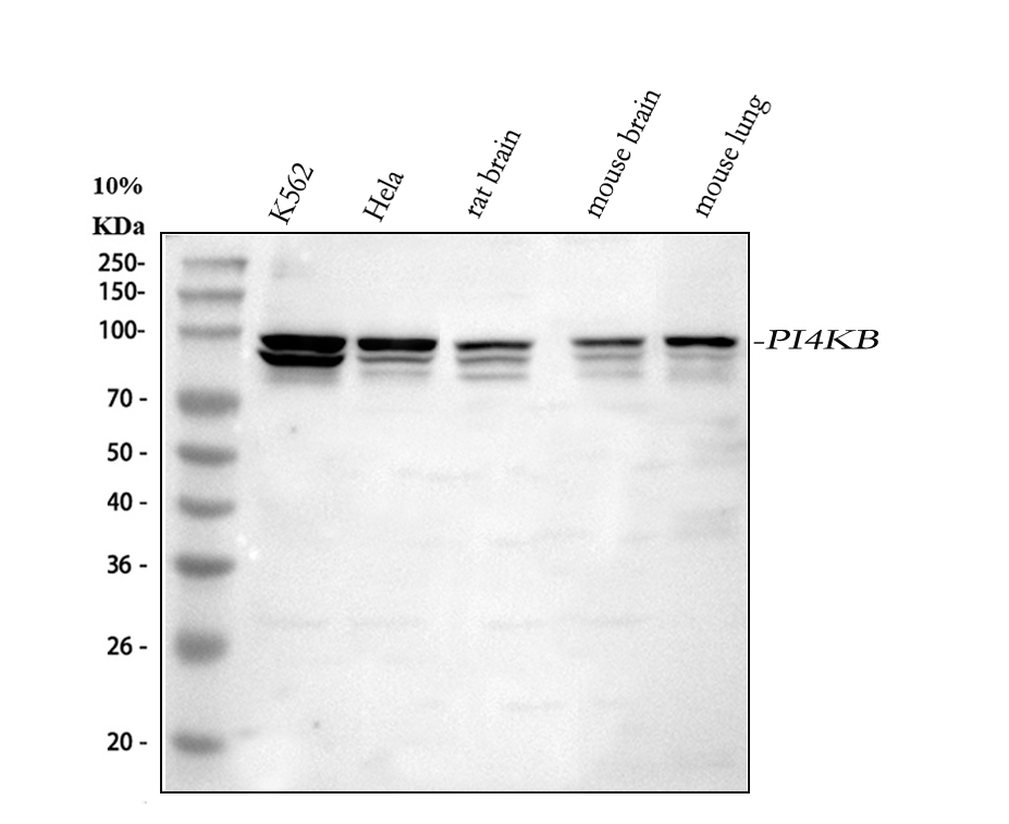 博士德生物 BOSTER Biological Technology co.ltd | 1993-2026