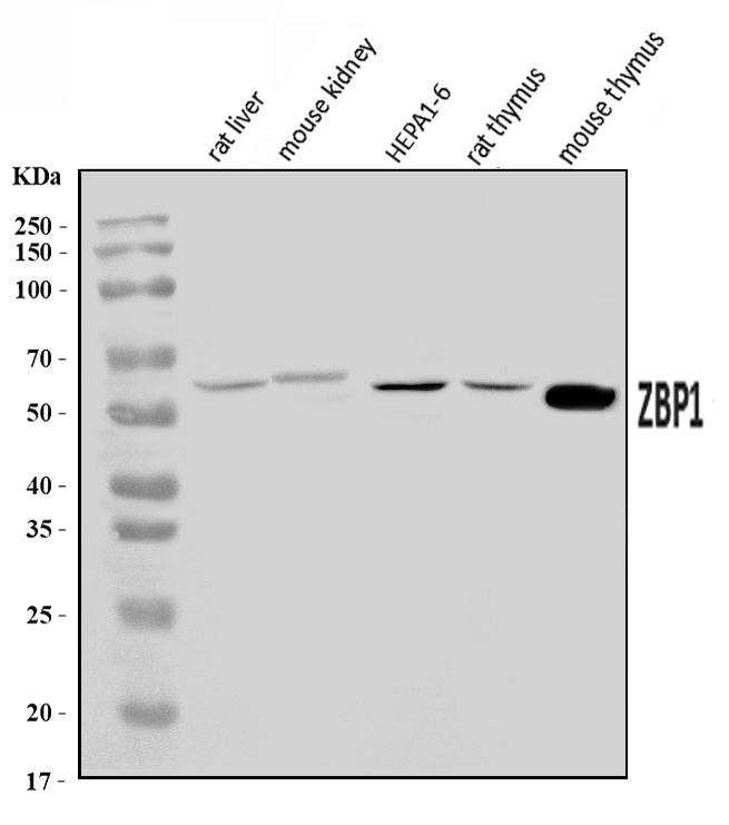 Zbp1 博士德生物 BOSTER Biological Technology co.ltd | 1993-2026
