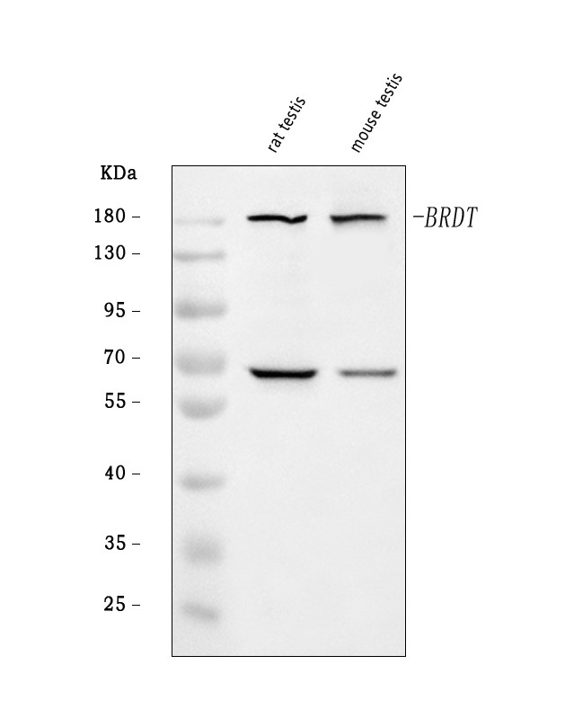 博士德生物 BOSTER Biological Technology co.ltd | 1993-2025