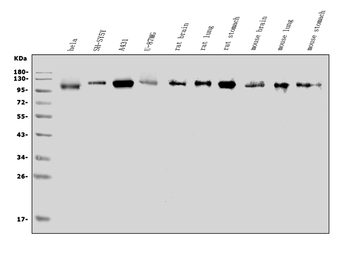 博士德生物 BOSTER Biological Technology co.ltd | 1993-2025