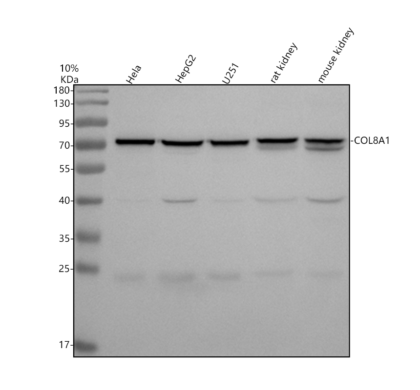 博士德生物 BOSTER Biological Technology co.ltd | 1993-2026