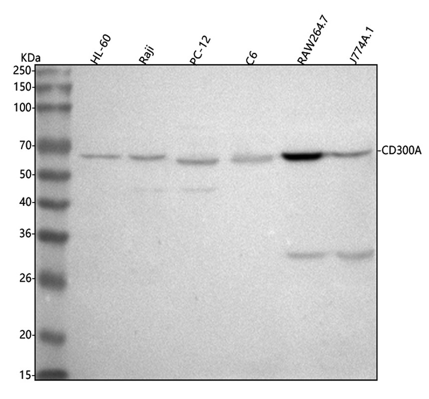 博士德生物 BOSTER Biological Technology co.ltd | 1993-2026