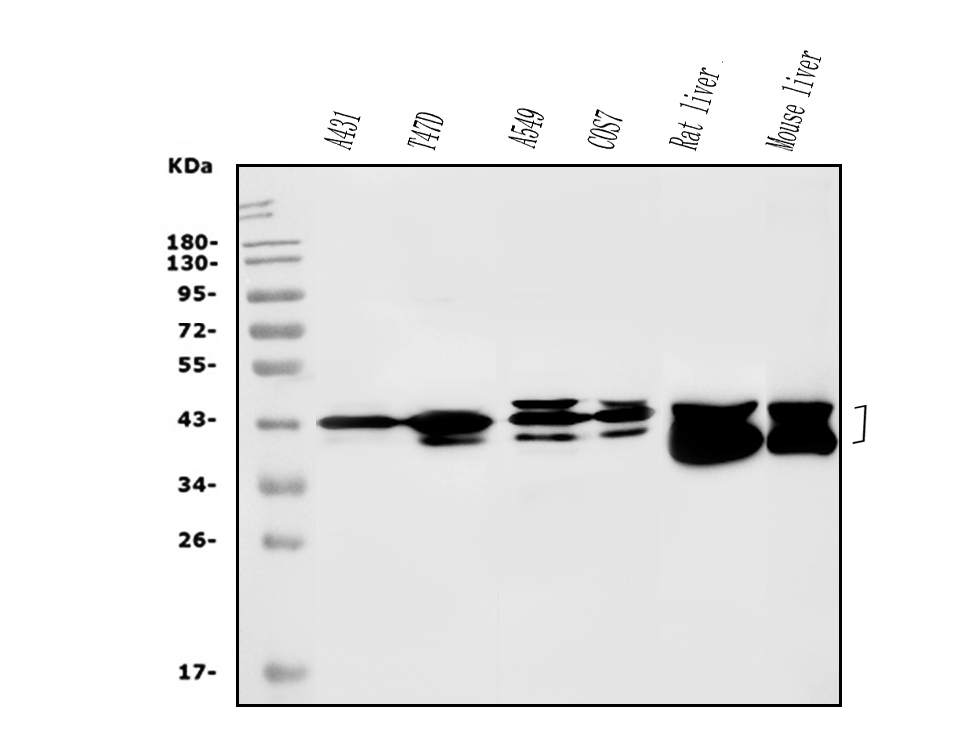 Acadsb 博士德生物 BOSTER Biological Technology co.ltd | 1993-2025