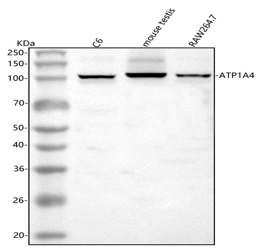 博士德生物 BOSTER Biological Technology co.ltd | 1993-2026