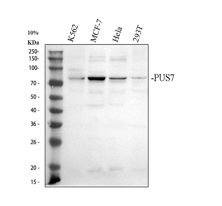 博士德生物 BOSTER Biological Technology co.ltd | 1993-2026