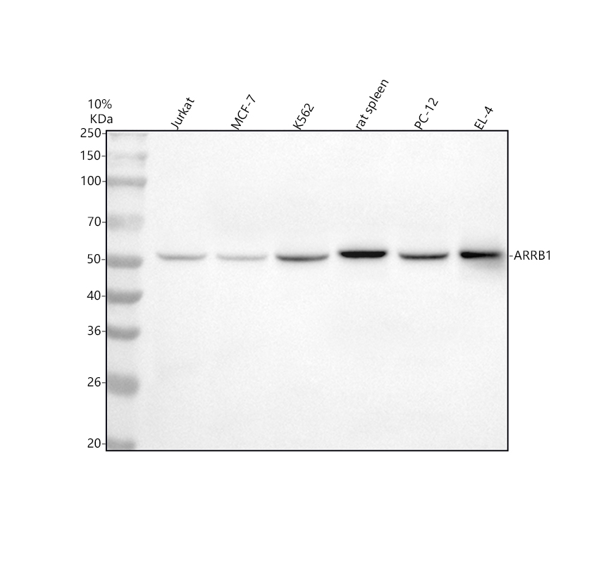 博士德生物 BOSTER Biological Technology co.ltd | 1993-2026