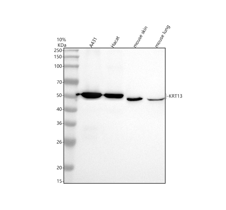 博士德生物 BOSTER Biological Technology co.ltd | 1993-2025