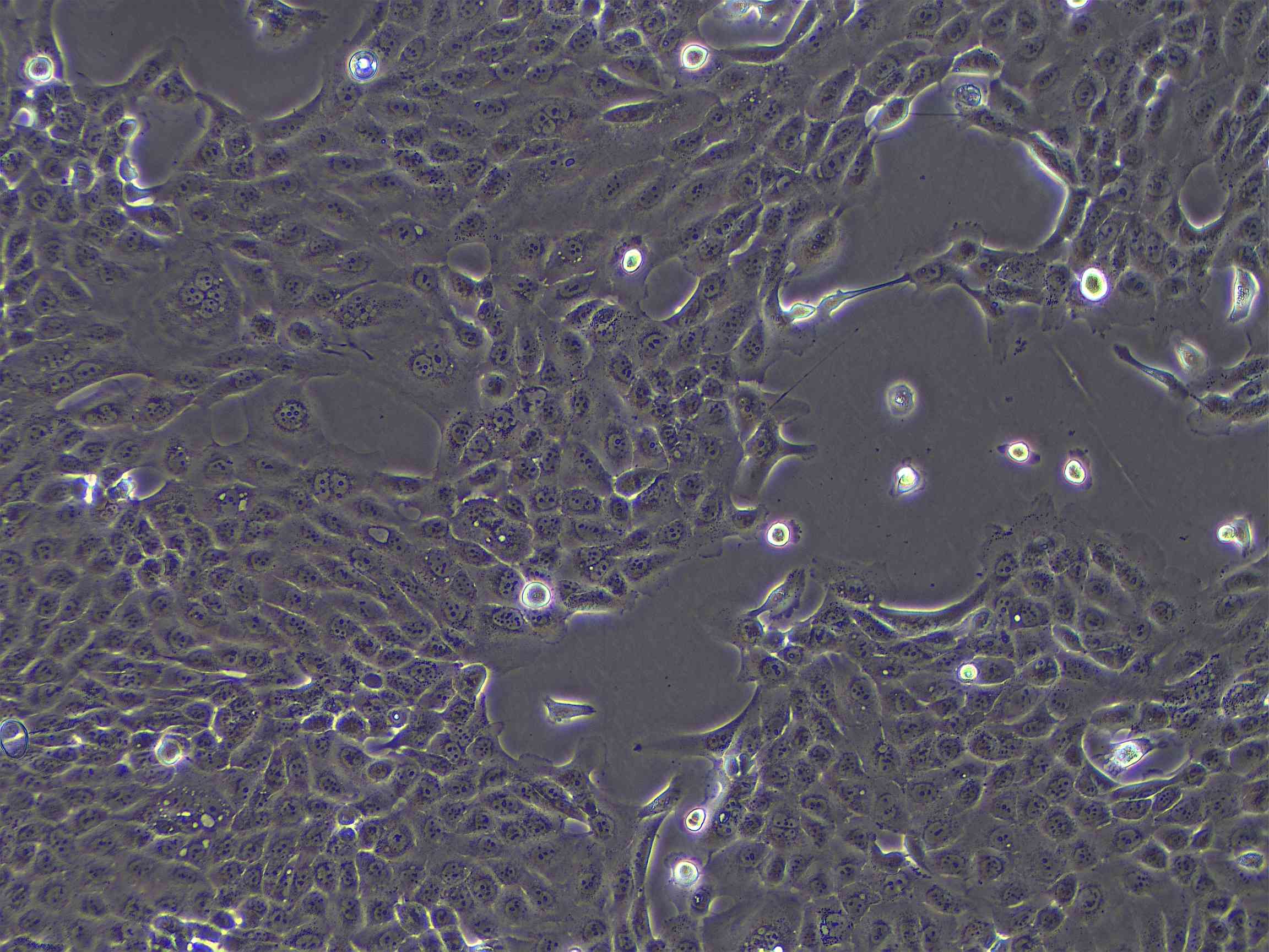 博士德生物 BOSTER Biological Technology co.ltd | 1993-2025
