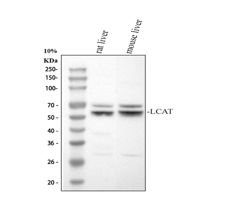 博士德生物 BOSTER Biological Technology co.ltd | 1993-2025