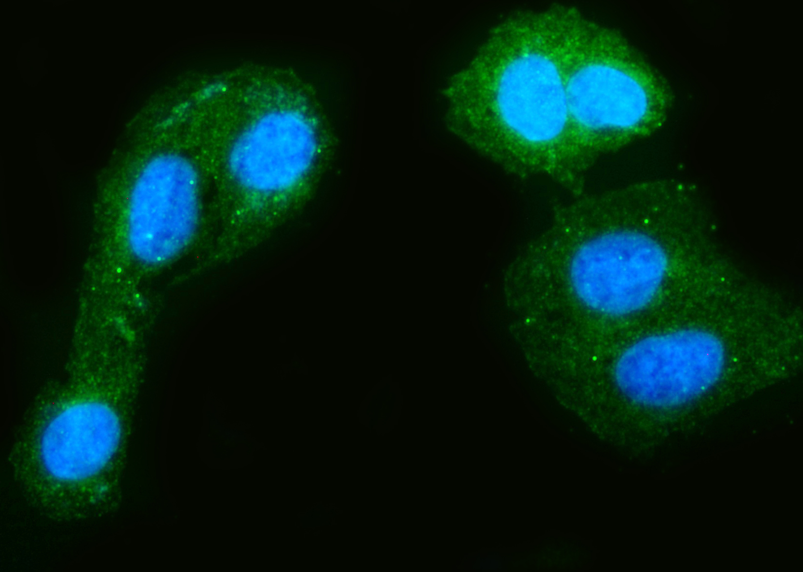 Rp2 Test 博士德生物 BOSTER Biological Technology co.ltd | 1993-2025