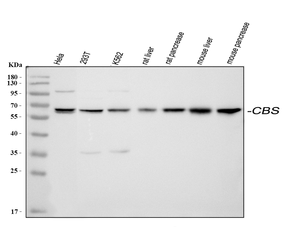 Cbs Test Lab 博士德生物 BOSTER Biological Technology co.ltd | 1993-2025