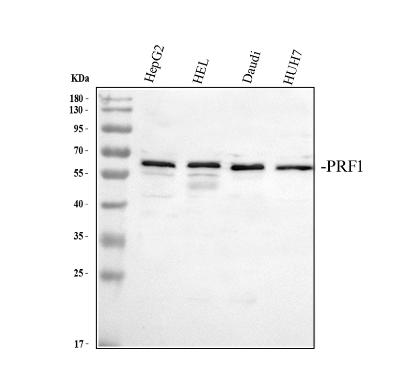 Prf1 博士德生物 BOSTER Biological Technology co.ltd | 1993-2025