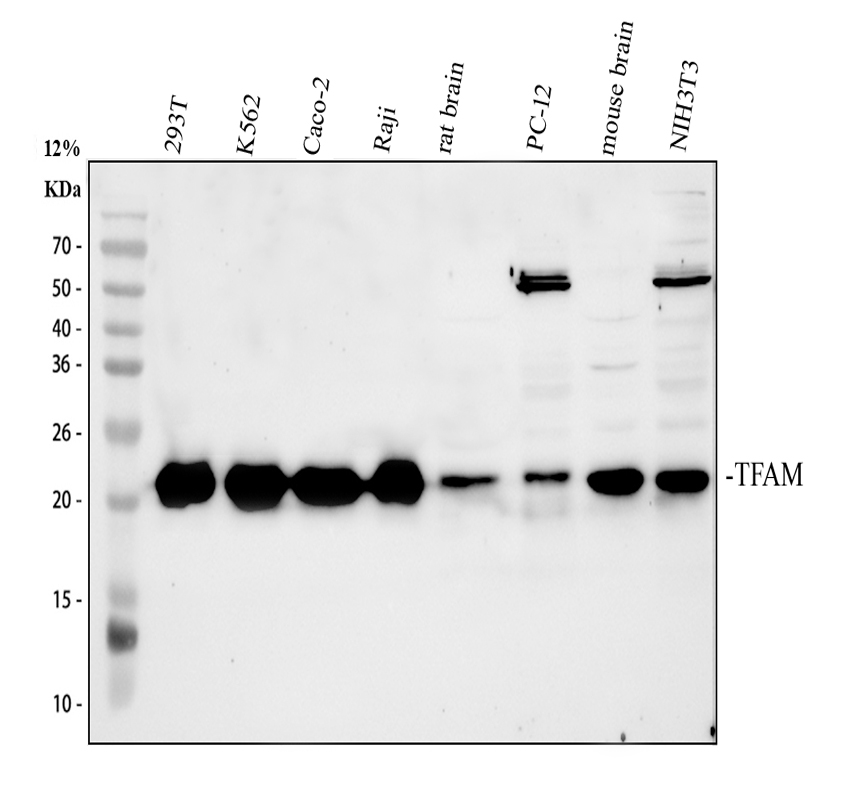  BOSTER Biological Technology Co ltd 1993 2025
