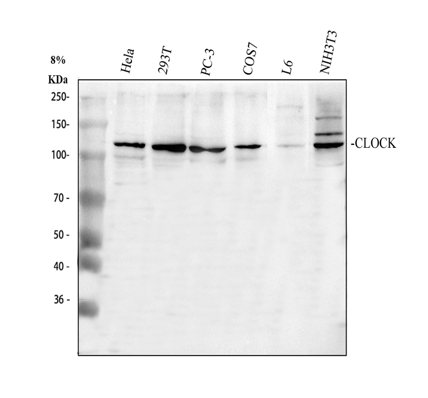 Clock Wb 博士德生物 BOSTER Biological Technology co.ltd | 1993-2025