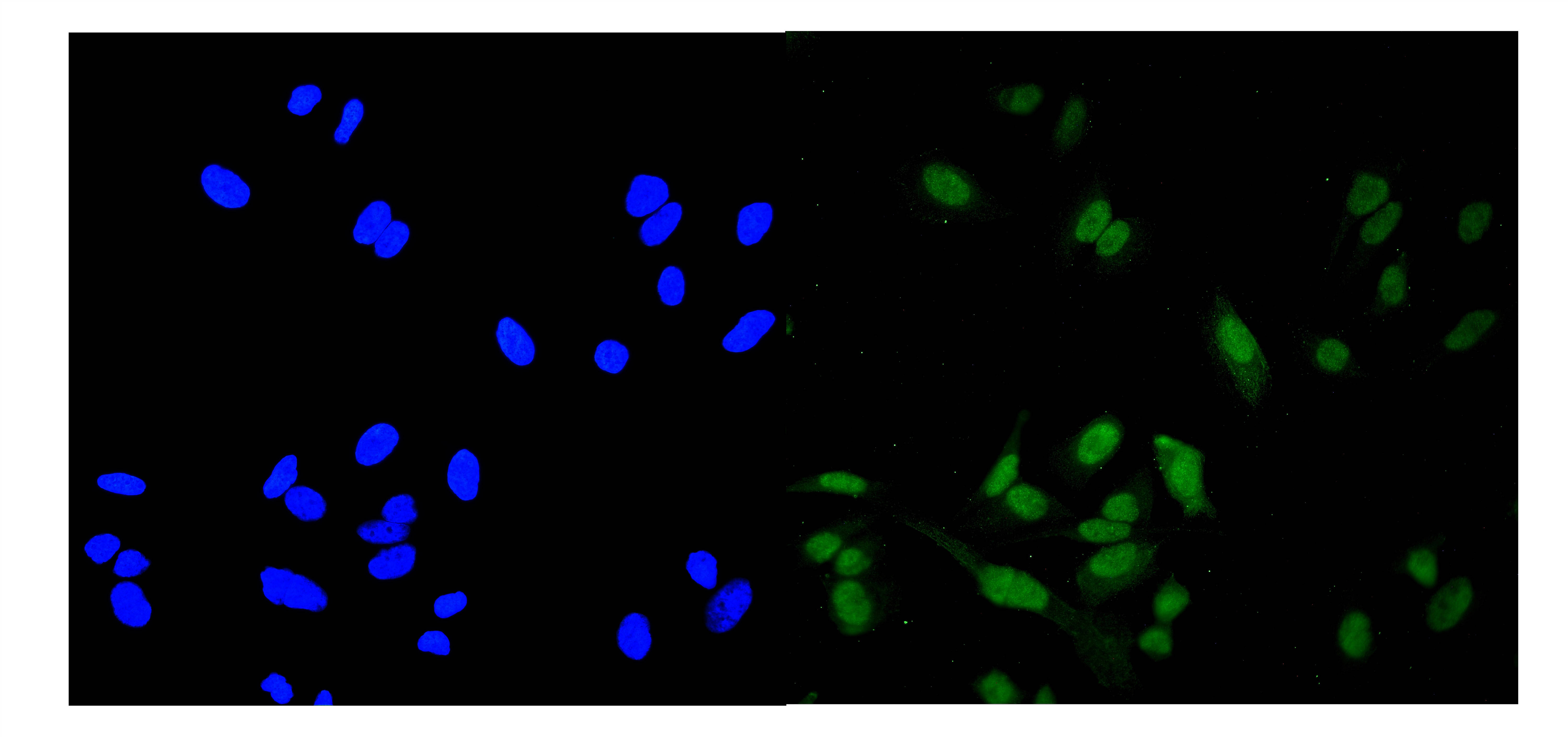 博士德生物 BOSTER Biological Technology co.ltd | 1993-2026