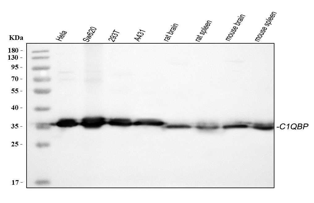 Qb1 Drip 博士德生物 BOSTER Biological Technology co.ltd | 1993-2026
