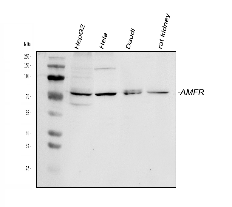 博士德生物 BOSTER Biological Technology co.ltd | 1993-2025