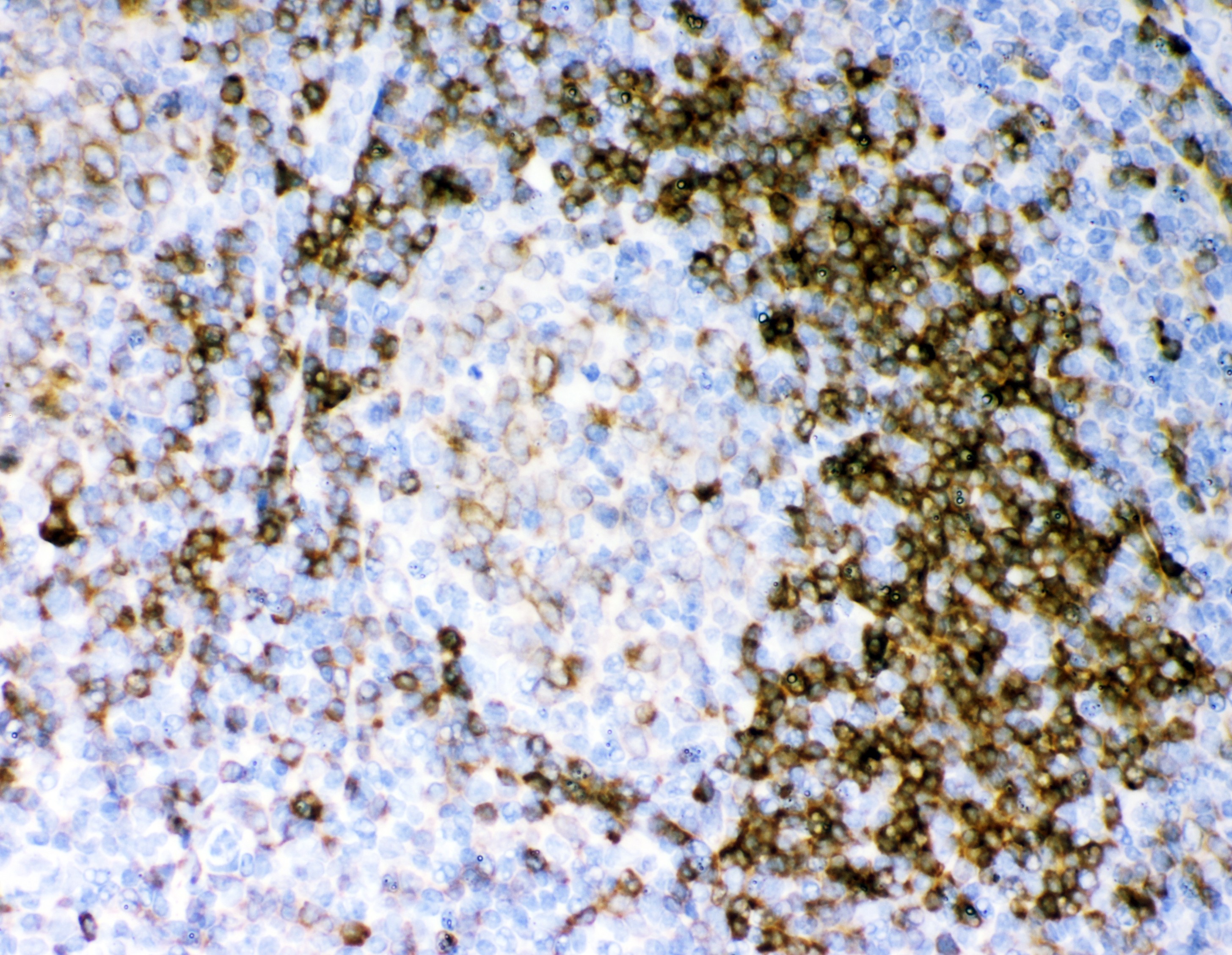 博士德生物 BOSTER Biological Technology co.ltd | 1993-2026
