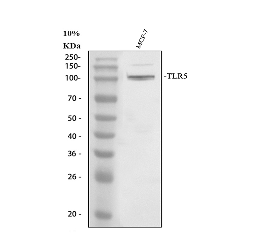 博士德生物 BOSTER Biological Technology co.ltd | 1993-2025