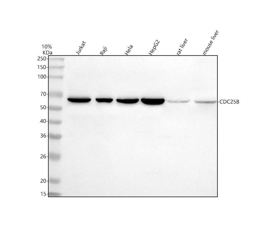 博士德生物 BOSTER Biological Technology co.ltd | 1993-2025