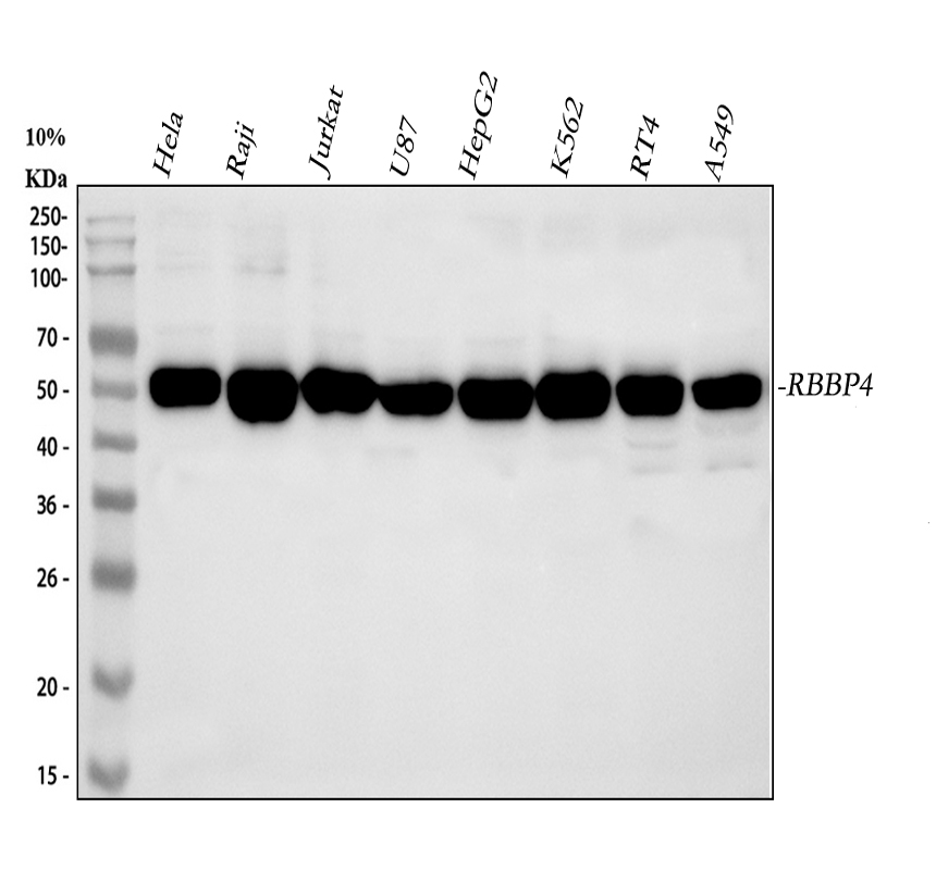 Domain Rbp47 博士德生物 BOSTER Biological Technology co.ltd | 1993-2025