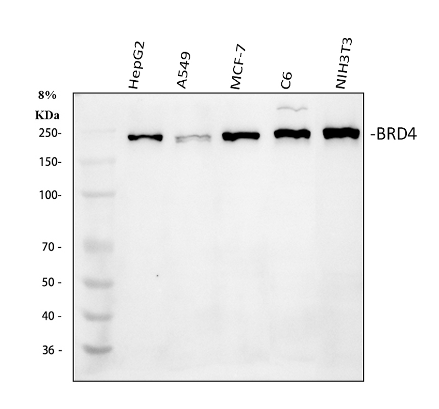 博士德生物 BOSTER Biological Technology co.ltd | 1993-2025